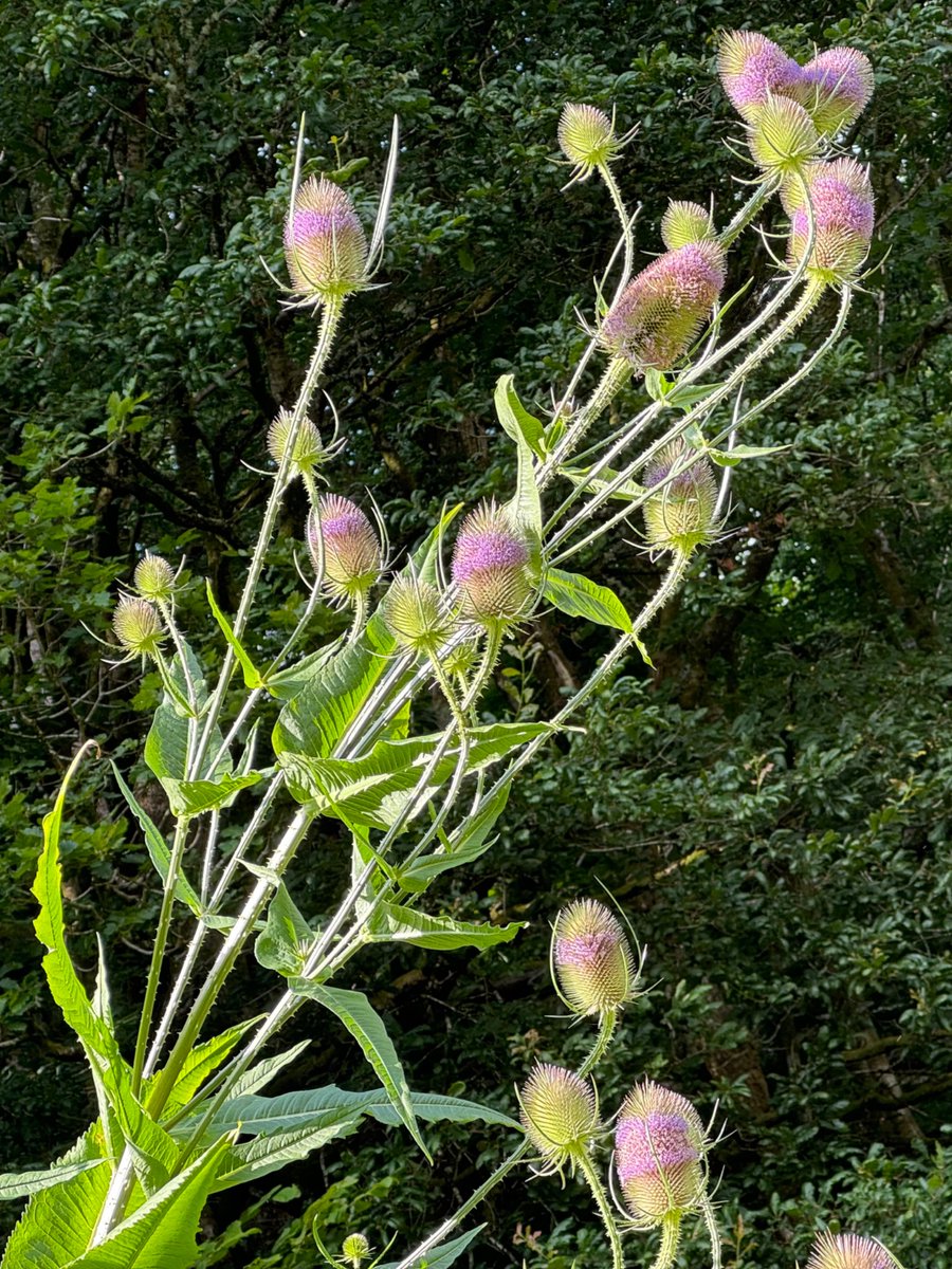 Terrific teasel🐝🦋

#wildflowerhour #nature #eryri