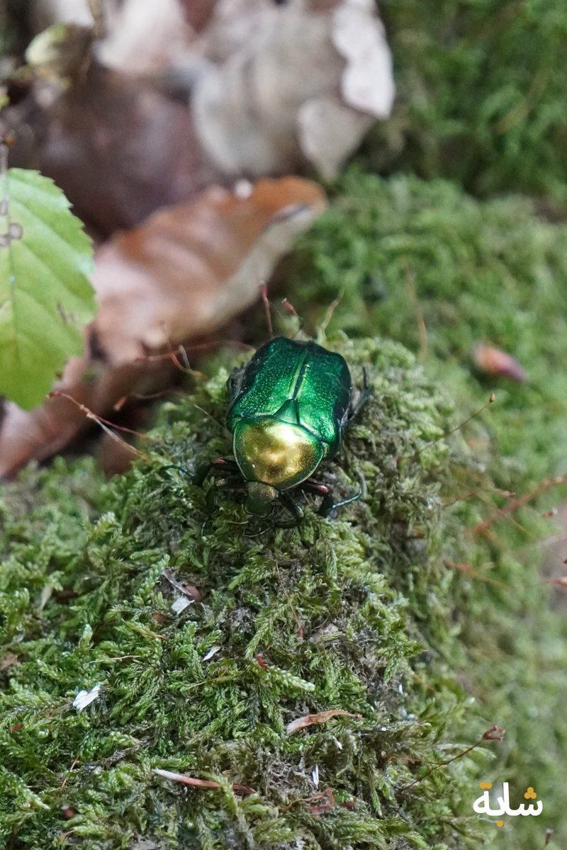 chaba_alg's tweet photo. Bonjour ! #ete #troncdarbre #bryochites #scarabe #vert
❤️😁😉💚💕
2025-08-03 17:28:06 (UTC+2)
https://t.co/TNYeXLmzWk https://t.co/WqYivY08Sg