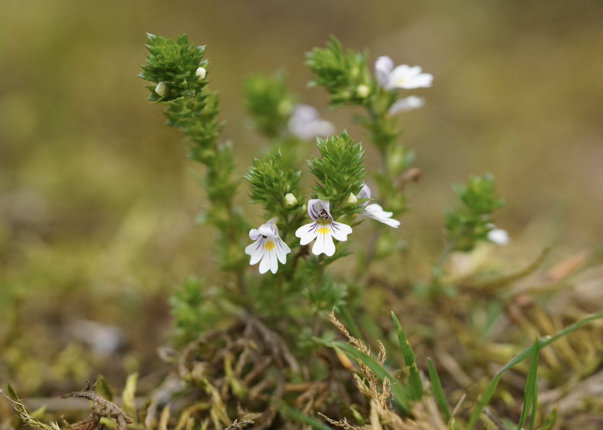 Tiny as they are, eyebrights (Euphrasia spp.) always catch my attention. Here growing on the floor of a disused limestone quarry, at the butterfly heaven that is Hoe Grange Quarry, Derbyshire

#wildflowerhour <a href="/wildflower_hour/">wildflowerhour</a> <a href="/BSBIbotany/">BSBI: Botanical Society of Britain & Ireland</a> <a href="/DerbysWildlife/">Derbyshire Wildlife Trust</a>