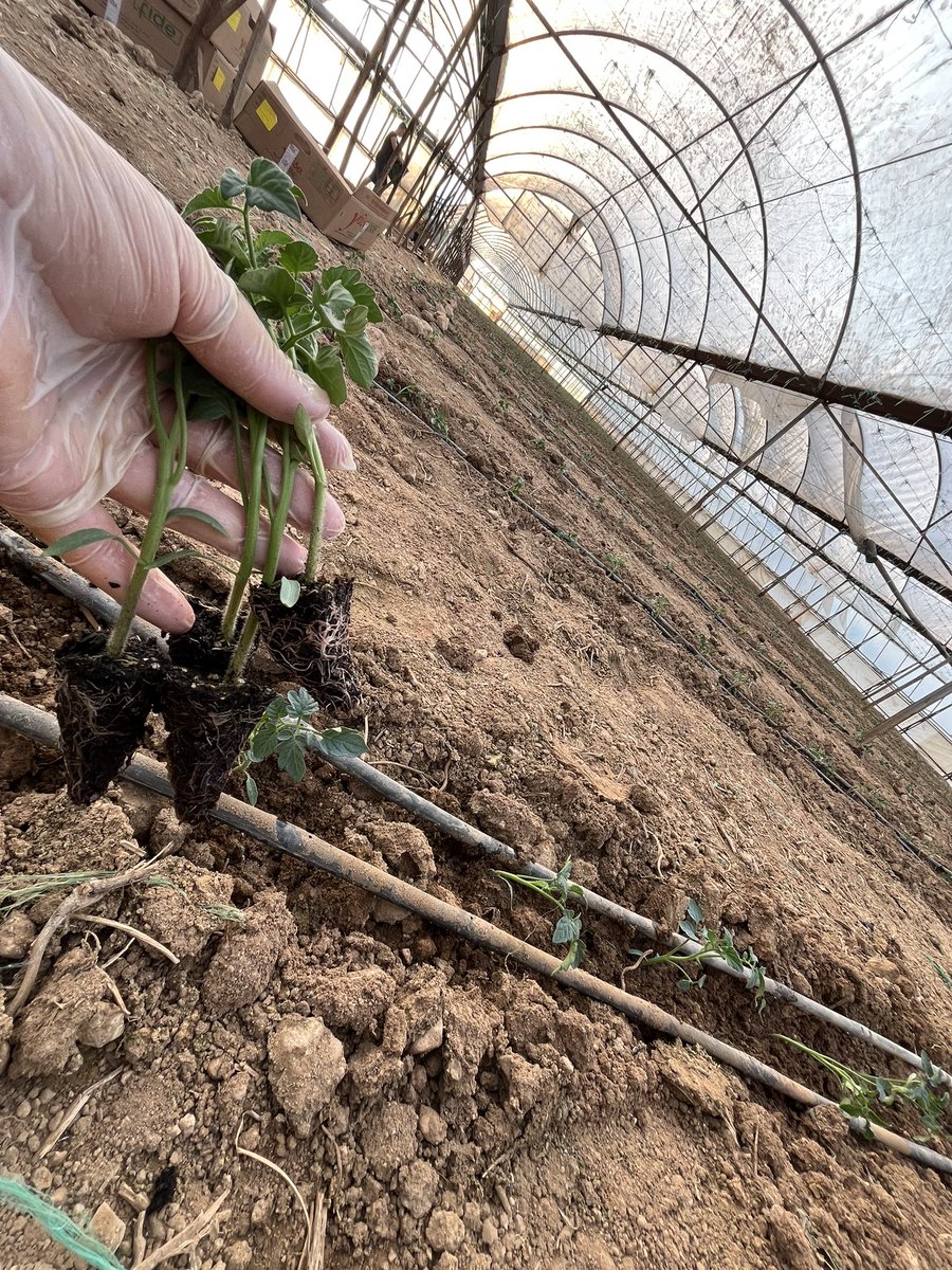 Domatesler 🍅 toprakla buştular.. #yenisezon