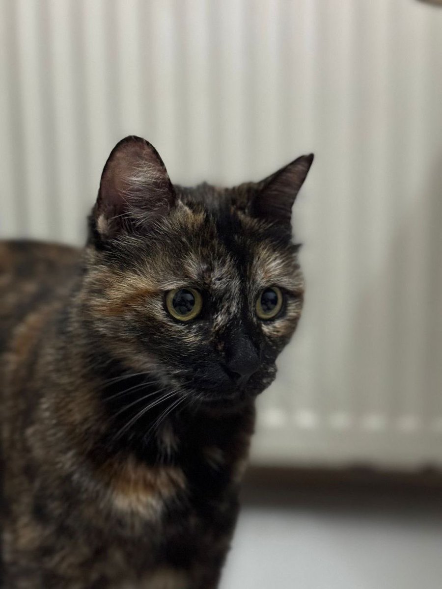 Cezve adlı kedi Burak Alan tarafından öldürdü. Fail tutuklandı ama bu ülkede hayvanlar hâlâ korunmuyor.

Hayvanlara yönelik şiddetin arkasında sadece bireysel failler yok. Onları korumakla yükümlü olan iktidar da bu suçun doğrudan ortağı. 

Biz bu ülkede ezilen, susturulan, yok