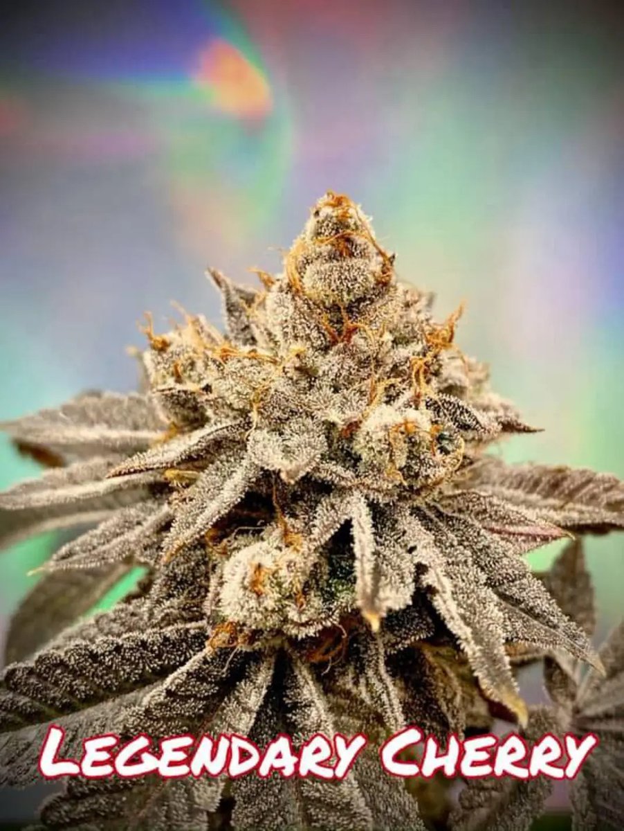 Sofem Genetics (@sofemtony) on Twitter photo 