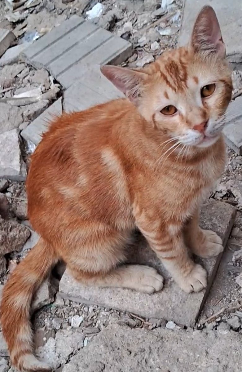 We’re not okay. Our families and even our cats are starving. The little ones can’t understand why there’s no food. The animals look at us with hungry eyes, and we have nothing left to give. Prices are impossible, and the aid that’s coming doesn't reach us.
We’re doing everything