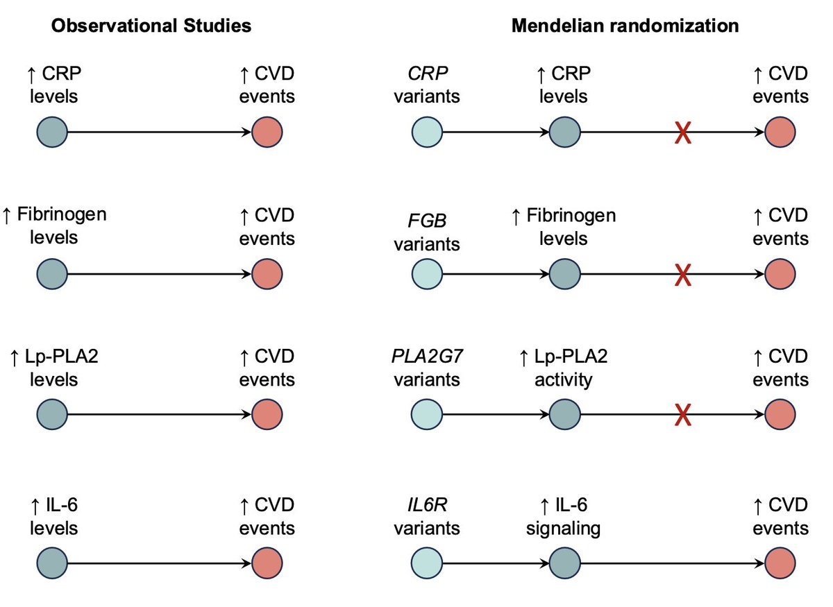 Marios Georgakis (@mariosgeorgakis) on Twitter photo The modern cardiovascular drug development landscape has been largely shaped by human genetic studies. Emerging IL-6 targeting therapies are a landmark example.
In this <a href="/Circ_Gen/">Circulation: Genomic and Precision Medicine</a> paper with the <a href="/TourmalineBio/">Tourmaline Bio</a> team (developing an anti-IL6 antibody for atherosclerotic The modern cardiovascular drug development landscape has been largely shaped by human genetic studies. Emerging IL-6 targeting therapies are a landmark example.
In this <a href="/Circ_Gen/">Circulation: Genomic and Precision Medicine</a> paper with the <a href="/TourmalineBio/">Tourmaline Bio</a> team (developing an anti-IL6 antibody for atherosclerotic