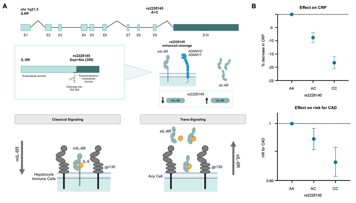 A light Sunday read for those interested in how genetics can inform drug development: from target selection to prioritizing indications, informing repurposing strategies, optimizing trial design &amp; detecting safety signals

🔗link to paper (🔓open access): ahajournals.org/doi/10.1161/CI…