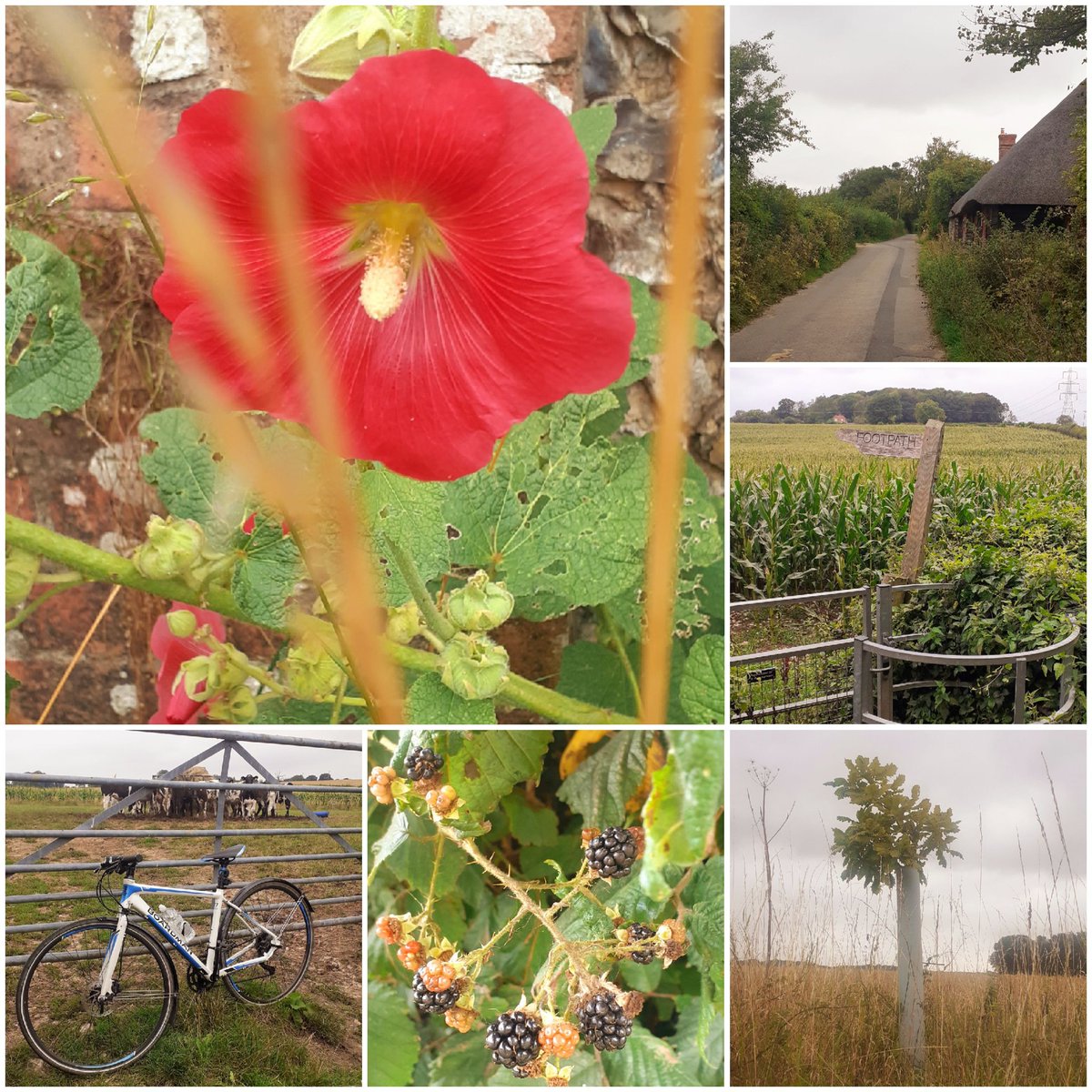 CyclingAquarius's tweet image. Todays views....out in nature pt 2⛅🚴🐄🚜🦆🦅🦋🌺😊 #cyclinglife #adventure #NatureLearning