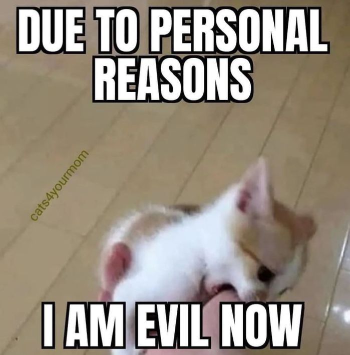 LiterallyMeCats (@literallymecats) on Twitter photo 