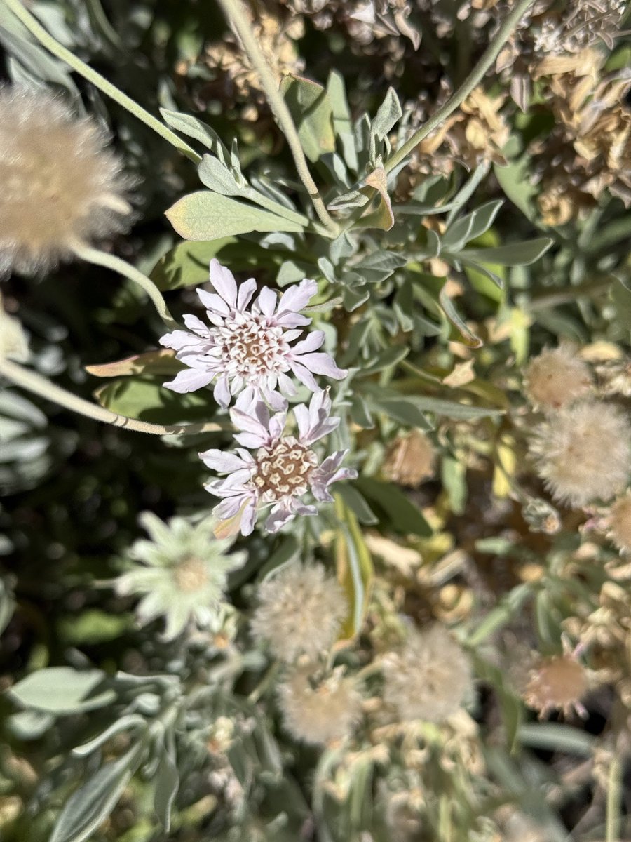 thenewgalaxy's tweet image. 3/8/25 #Tenerife - Rosalillo de Cumbre (Pterocephalus lasiospermus) is another #endemic species belonging to the Caprifoliaceae family (honeysuckles). This plant forms large conspicuous clumps in the #Alpine zone of Mount Teide, which is the stronghold for this rare species