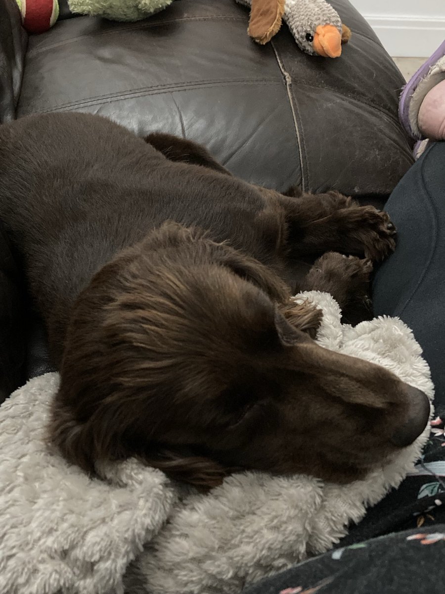 Well nearly 2 weeks since Poppy arrived - safe to say she’s settled really well. Lovely having a dog in the house again 🥰