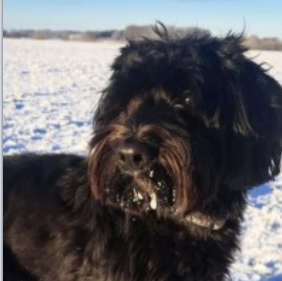 #StolenDogHour 

REGGIE WAS ON WALK WITH #DogWalker when he got spooked and ran off 
REGGIE is a timid #Cockapoo 
A CRN has been issued as thought someone has taken him OR found and kept #theftbyfinding 
They parked at #EwinsHill then headed up the by way #Wiltshire 3/2/25