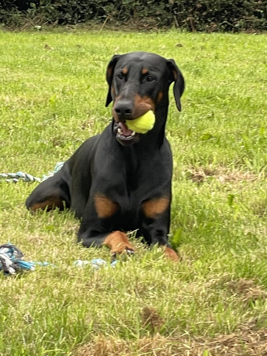 🤣🥰🐾