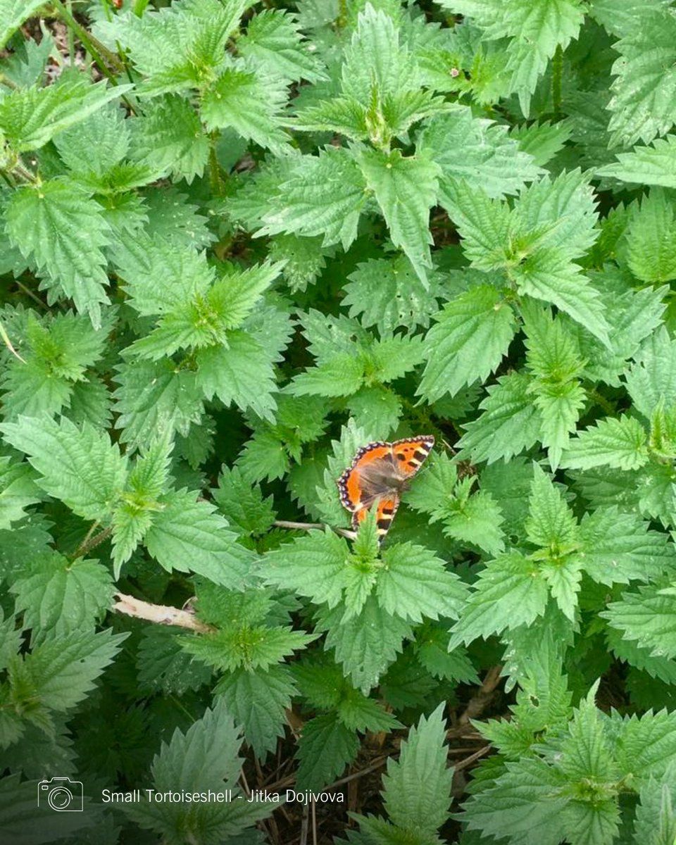 Butterfly Conservation 🦋 (@savebutterflies) on Twitter photo Time flies when you're counting butterflies! 🦋
Thank you to everyone who has taken part in the #BigButterflyCount so far, and for sending in your photos. 🙏
Didn't get around to it this week? Don't worry! You have until 10 August to do as many counts as you like. Time flies when you're counting butterflies! 🦋
Thank you to everyone who has taken part in the #BigButterflyCount so far, and for sending in your photos. 🙏
Didn't get around to it this week? Don't worry! You have until 10 August to do as many counts as you like.