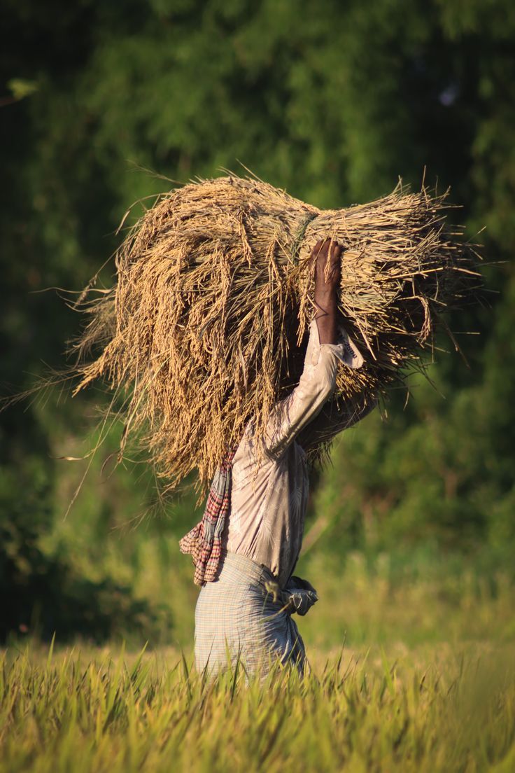 Agrigogrow (@agrigogrow) on Twitter photo If we treat our #farmers well, we will enjoy the fruit of the land- <a href="/mictheboy/">Oyeniran Michael</a>
Carry your hustle well
#RiceFarming
#agriculture If we treat our #farmers well, we will enjoy the fruit of the land- <a href="/mictheboy/">Oyeniran Michael</a>
Carry your hustle well
#RiceFarming
#agriculture