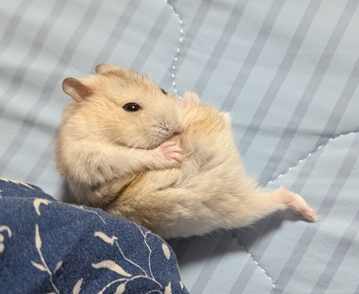 りあ 🐹るなちゃん (@1446_ham) on Twitter photo 