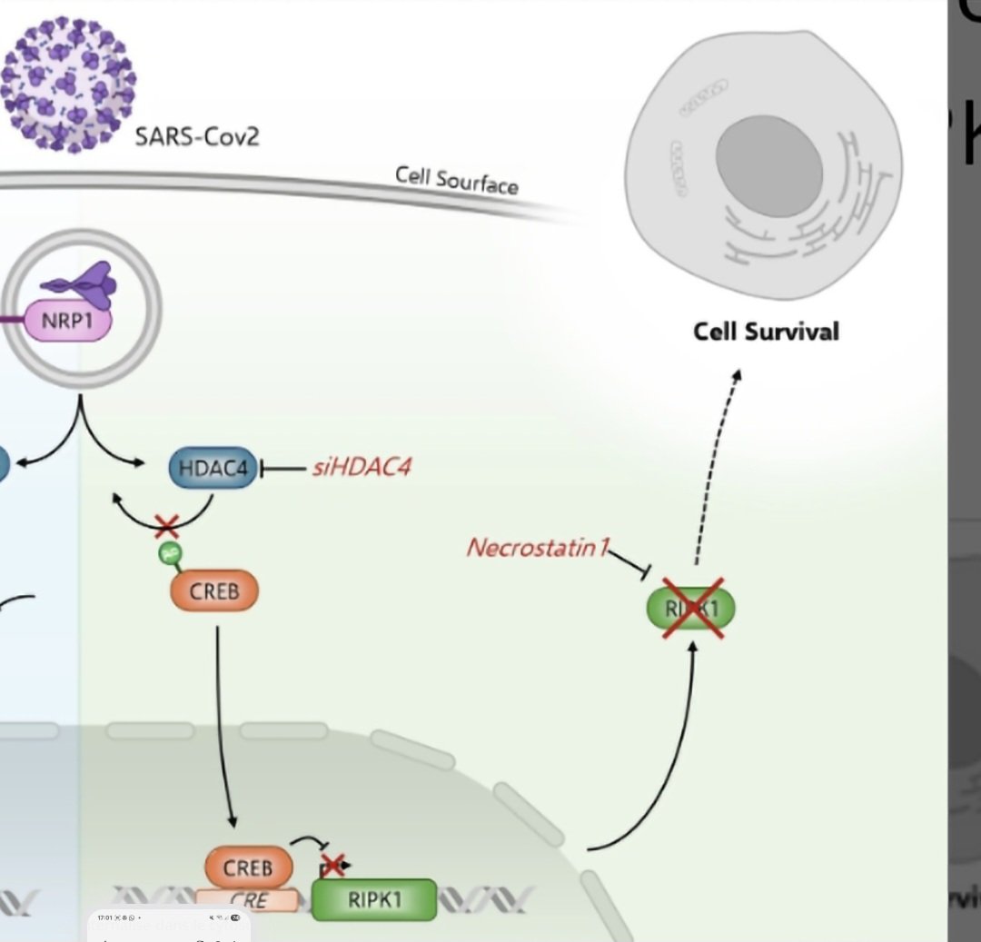 AnneliseBocquet's tweet image. NRP-1 porte bien son nom : la neuropiline.

Le fait est que NRP-1 semble aussi impliquer dans les pathologies dégénératives amyloides :
x.com/AnneliseBocque…
Je remets la citation de l'article :
"Les rétines de patients atteints de COVID-19 ont révélé une pathologie…