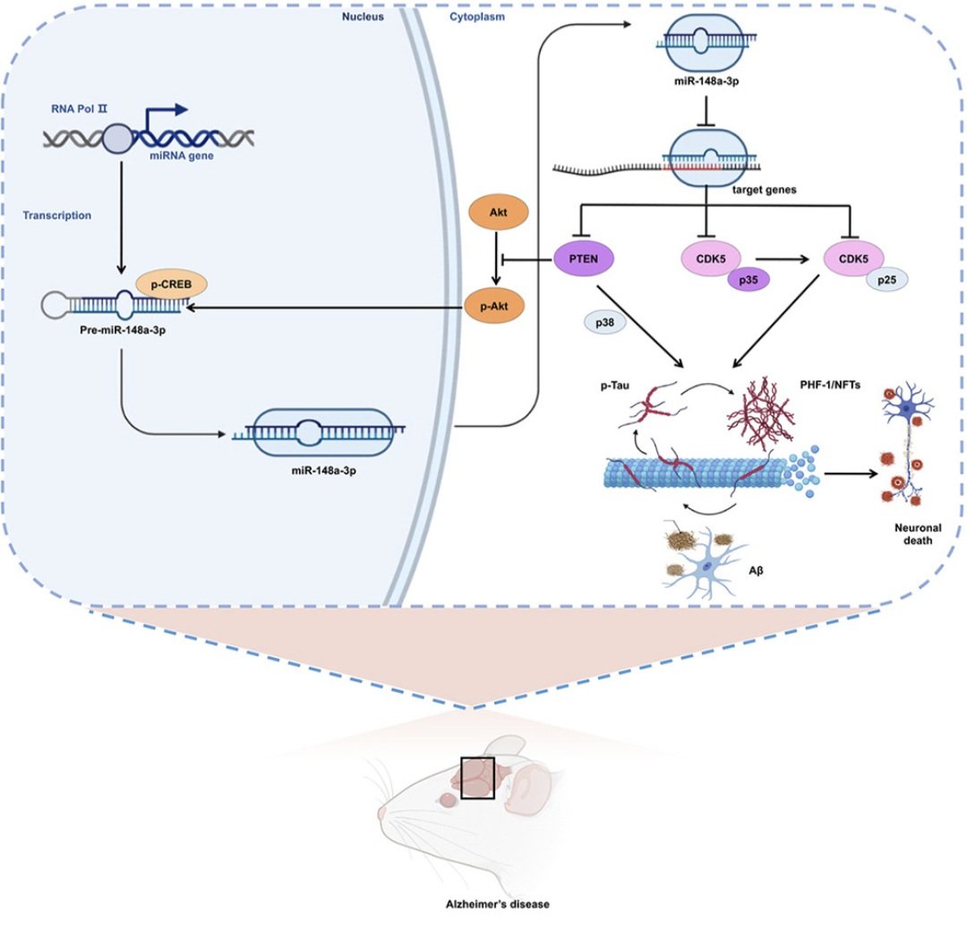 AnneliseBocquet's tweet image. NRP-1 porte bien son nom : la neuropiline.

Le fait est que NRP-1 semble aussi impliquer dans les pathologies dégénératives amyloides :
x.com/AnneliseBocque…
Je remets la citation de l'article :
"Les rétines de patients atteints de COVID-19 ont révélé une pathologie…