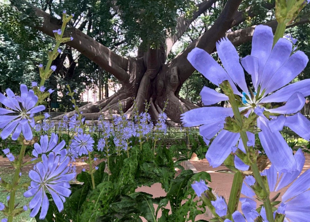 chinask1976's tweet image. 'Blue Flower AR at the Romantic Museum with the Novalis Manuscript'
&amp;amp;
'Blue Flower AR with the Silk-Cotton Tree of Lalbagh in Bengaluru, India'

by @AnnaDumitriu 

#digitalart #bioart #ar #tezos #objktcom