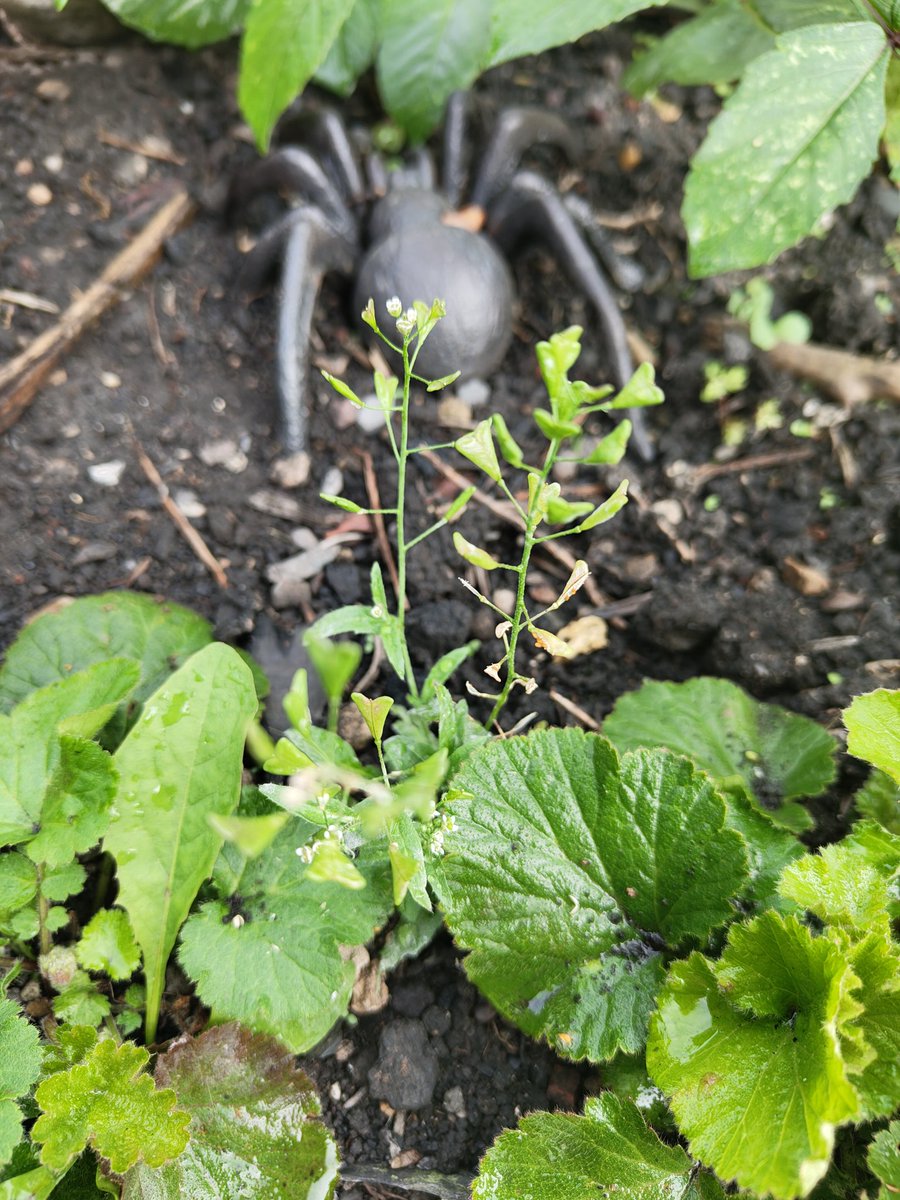 I should have gone out today, possibly to Saltersford NR in search of Dragonflies, as the promised rain failed to materialize. But while watering the garden I found this Shepherds purse. Mind you I've seen it growing out of the pavement on the street corner  a year or 2 ago.