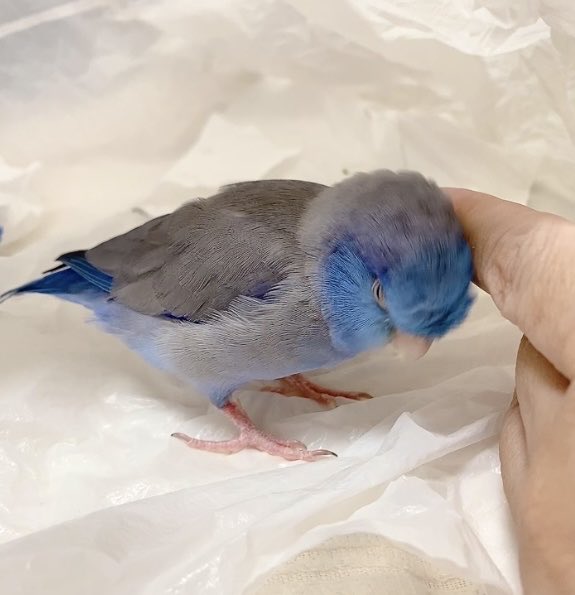 おやすみなさインコ💤

#ぺーちゃんのほう