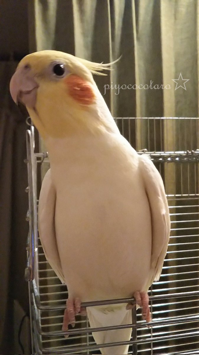 8/3 のはずが、8/4 になっちゃったみたいだね💦

夜もあっつい にっぽん、こんばんは🌃
(だいぶ前に寝せられたけど)

これ、お歌うたってるとこフォト🎵
ご機嫌＆お得意✨️
🐭マーチ一部分しかうたえないけどね❗️

じゃ、おやすみなさい🌛
明日もいい日になりますように🍀