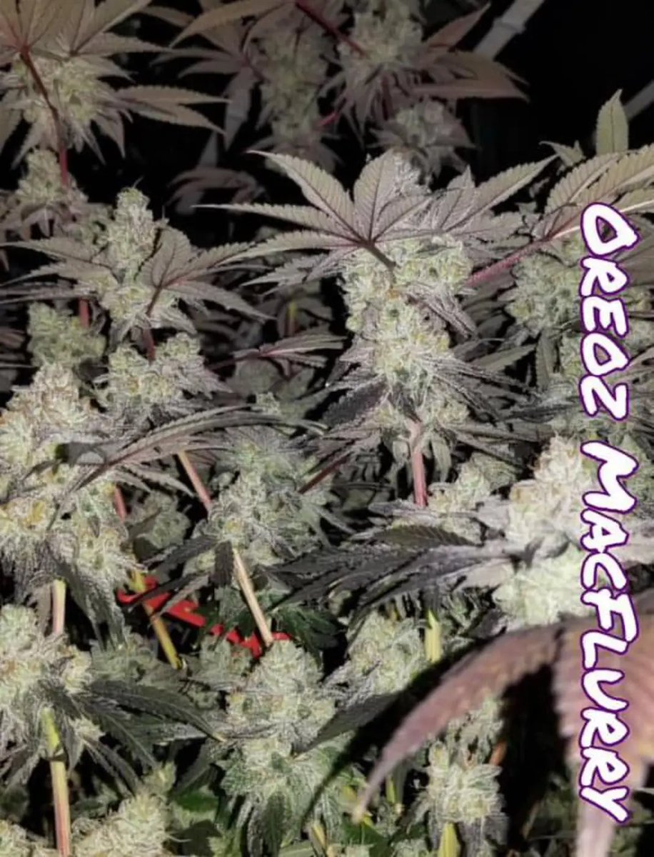 Sofem Genetics (@sofemtony) on Twitter photo 