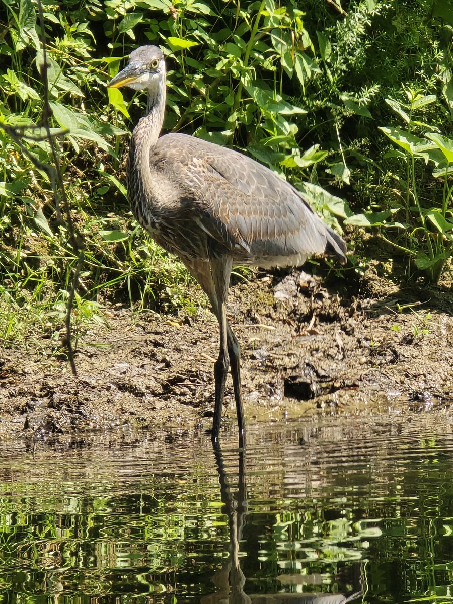 FreebeardPW's tweet photo. Birds really do look like raptors up close! Imagine a 6ft one of these with teeth chasing you! https://t.co/6cugqbVv7m