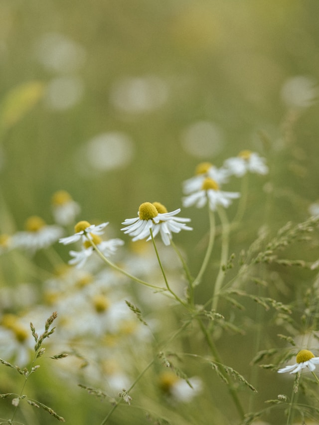 .

In fields of chamomile flowers,
an intimacy blooms.
.

💚

Annie Spratt photography
South Downs, England