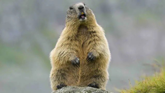 marmot fact of the day!: if provoked they will find you, and they will kill.
