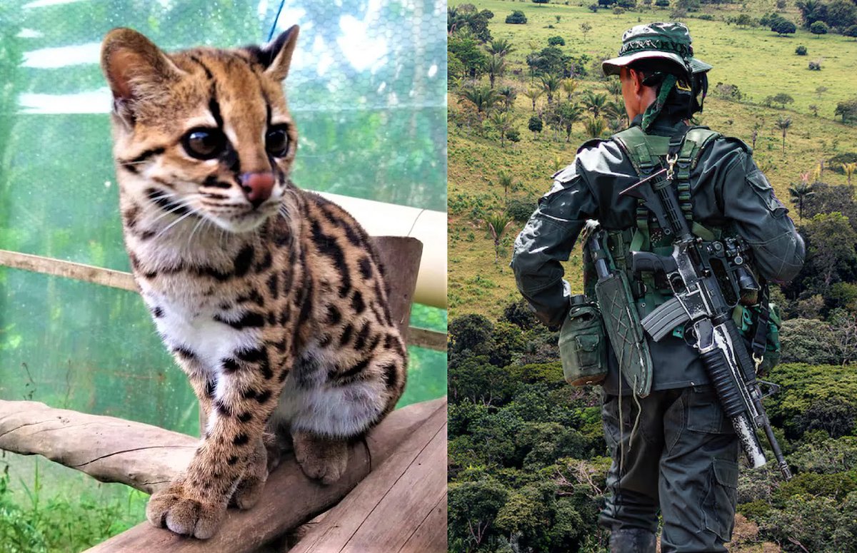 Qué horror. Denuncian que las disidencias de las Farc están desatando un ecocidio en Colombia: masacran tigrillos, jaguares, y otras especies, para arrancarles sus pieles y vender sus crías en el mercado negro. 

"En Vichada y Casanare, controlan la caza ilegal, dejando especies