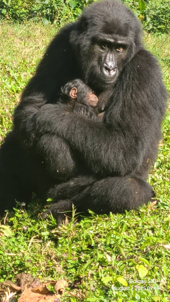 Exciting news from the Nkuringo gorilla group!
 A newborn baby was spotted yesterday evening by the monitoring team, and it's believed that Kafupi, born in March 2015 is the mother. This is her first born.This increases the number from 13 to 14.
Our family is growing.