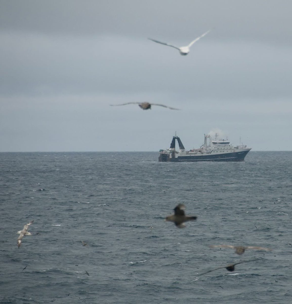 Alaska Pollock Fishery Alliance tweet media