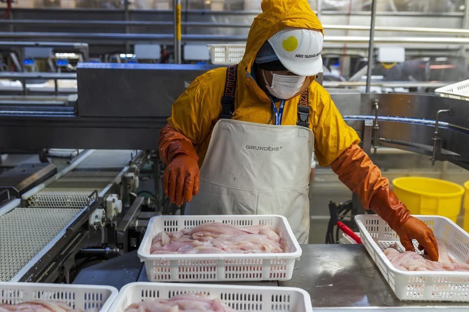 Alaska Pollock Fishery Alliance tweet media