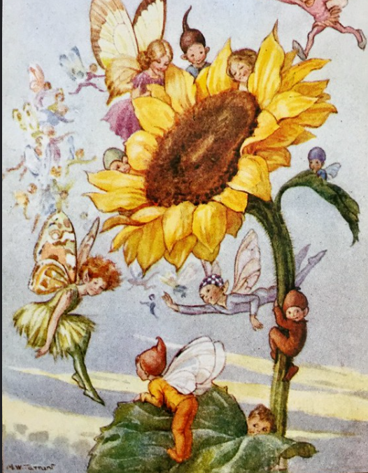 🧚‍♀️#FolkloreSunday 🌞#Sunflowerlore 🌻
🌻#Lughnasadh: Sunflowers, symbols of truth &amp; loyalty, hold ancient magic. 🪄

Sleep with one under your pillow, and by sunset, the truth you seek shall be revealed. Embrace the harvest’s honest light!  #Lammas  🌾#LegendaryWednesday 🌻