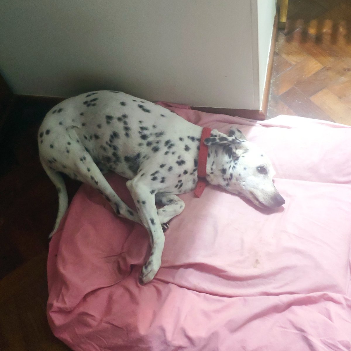 lurpdf's tweet photo. @nik0las247 @berrettasofi Pobre, creo que nunca entendió muy bien el concepto de cama jajajaj https://t.co/KoxUtcpp0f