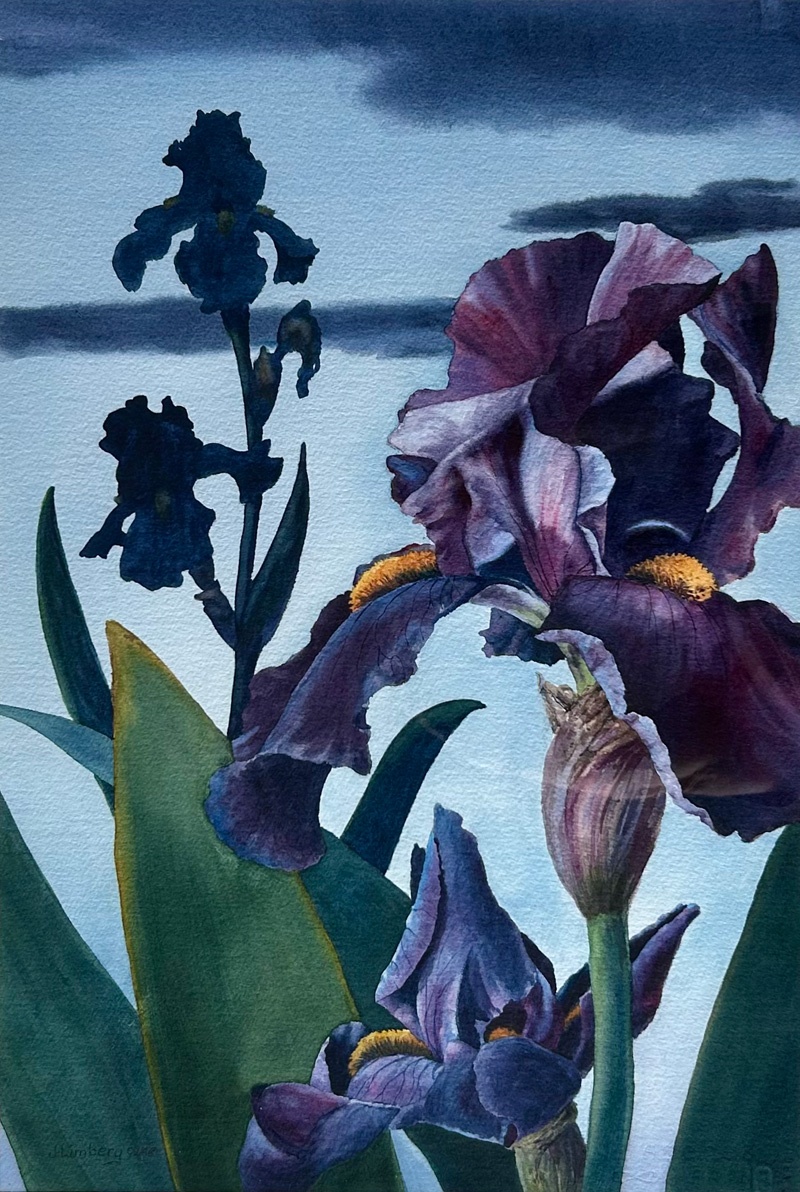 We see the depth of emotion in this watercolor piece by Julie Limberg. She captures the mysterious beauty and details of the iris. What gorgeous skill she has with watercolor!

"Night Iris", watercolor, 28 x 22 inches

#powerful #nightflower #darkbeauty #watercolor  #botanical