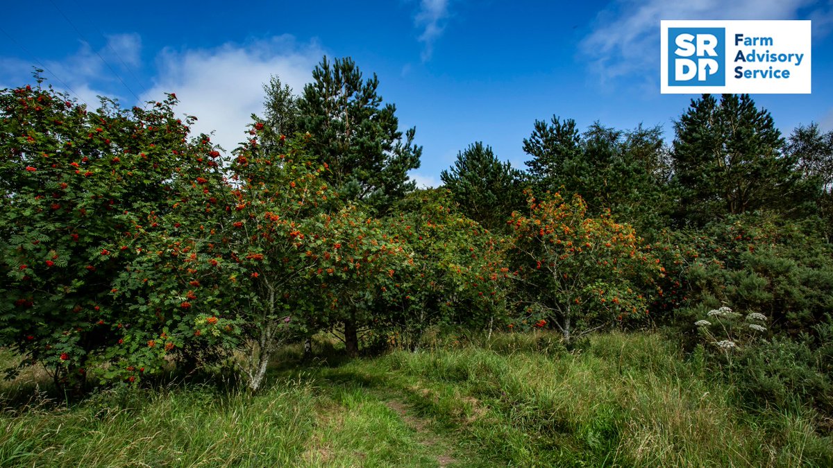 FASScot's tweet image. Trees can protect livestock, increase water efficiency, reduce erosion, store carbon, and support wildlife. 🌳

£3,600 is available for specialist advice on accessing funding, creating, managing and monetising woodland on your #ScottishFarming business 👉 fas.scot/specialist-adv…