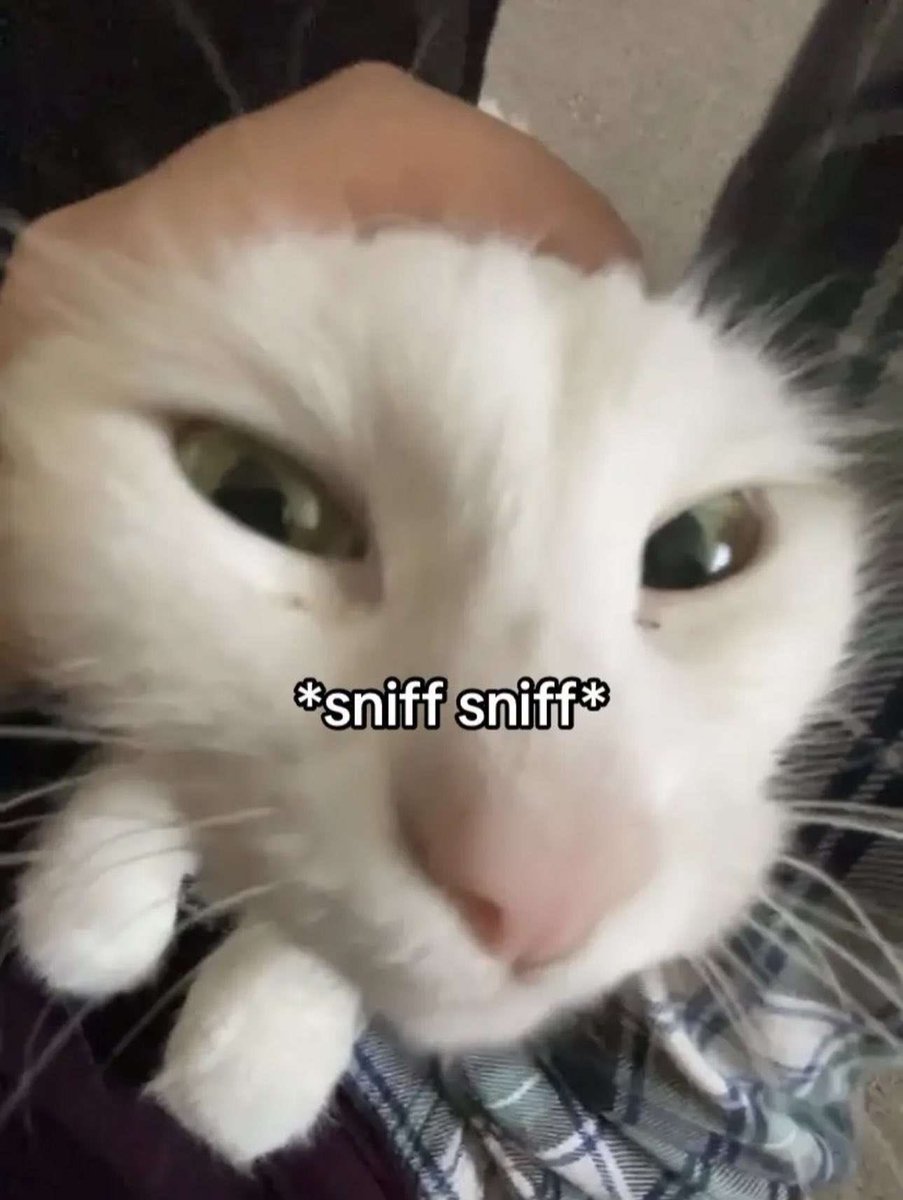 SugarFeline! tweet media
