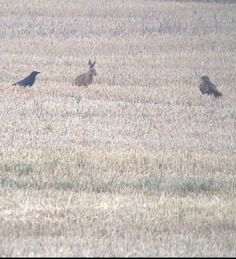 New month new list for the res. A very good total over the two days with 91 Species recorded. The 2 L Scaup are going to be a regular note. BNG 7 LE 1 GWE YLG 4 RP 16 LRP Grn Sand 7 Com sand 3 Snipe 3 Oyc Dunlin 2 Red kite Wheatear. This stand off was worth a pic today.