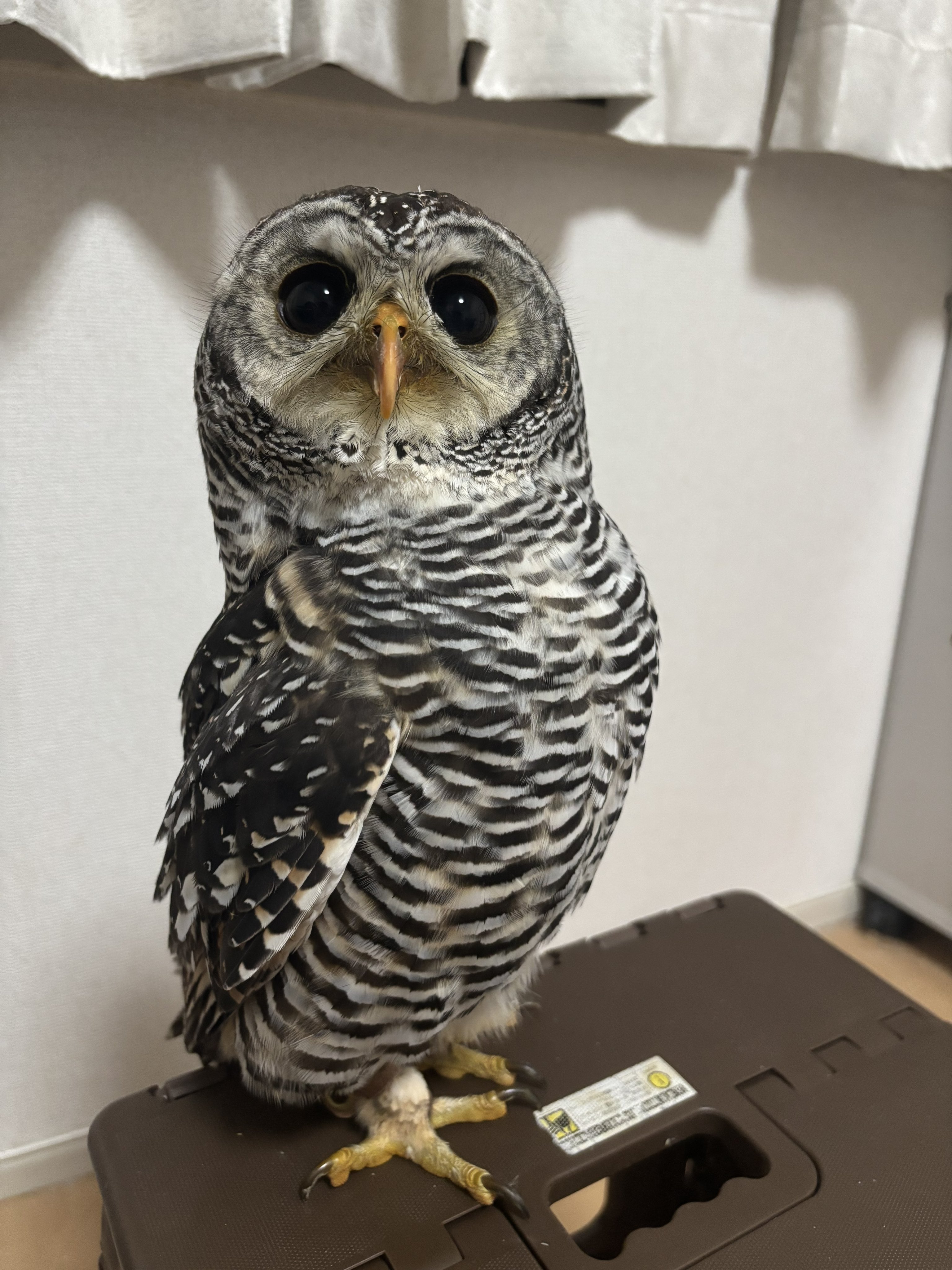 フクロウさん 首かしげふくろうさん（小サイズ） | 京都嵯峨 寿庵