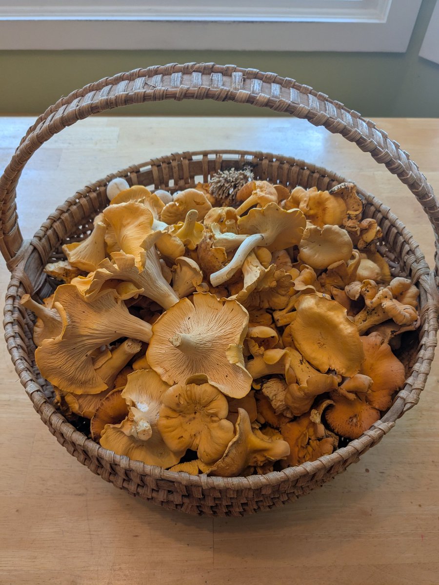 'bout to compost this stuff. Anybody know how to stop these things from popping up under all the trees in my yard? ;)