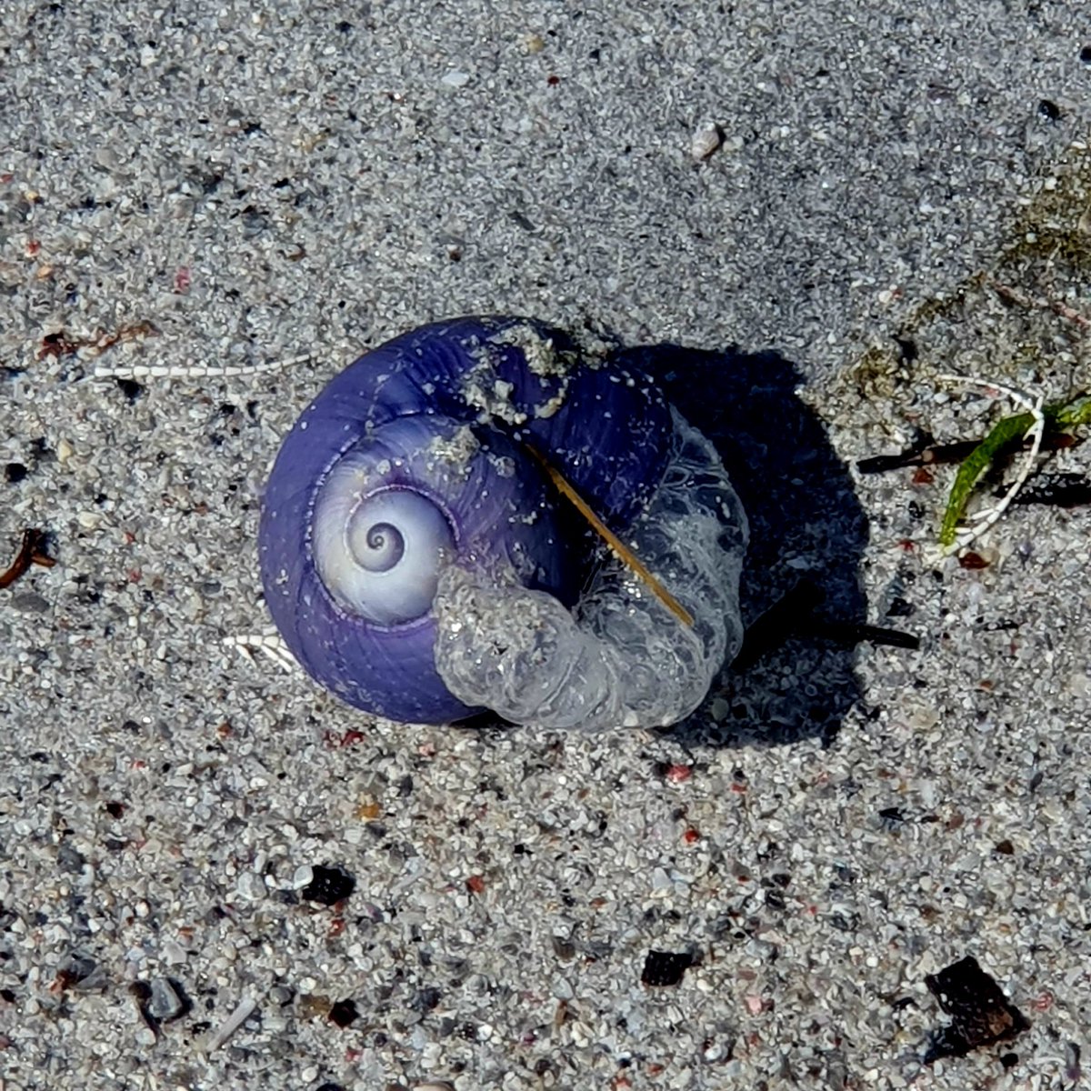 Early warning of #StormFloris - dozens of Violet sea snails washing in on the westerly wind 💜 #SouthUist #OuterHebrides