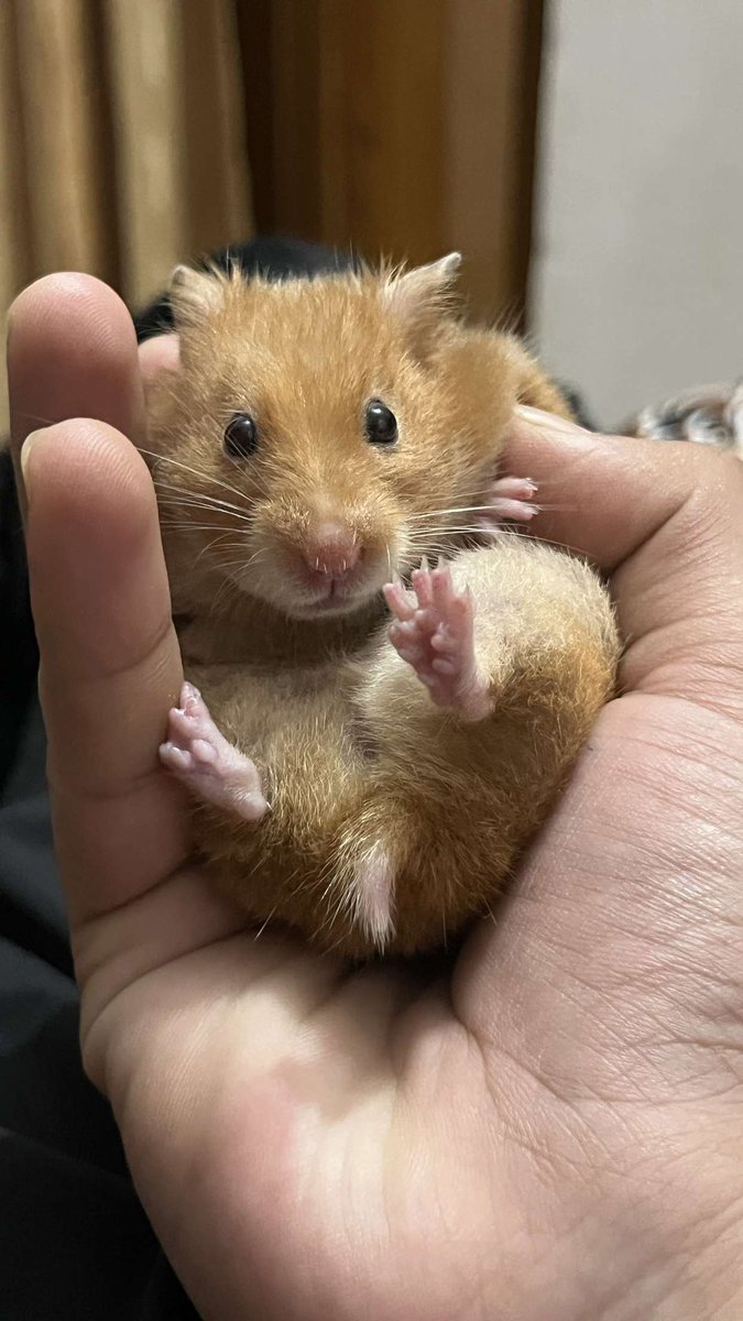 Doji🐹🤍