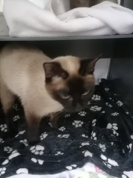 Tierheim Troisdorf benötigt Sab Simplex wer kann helfen?
Kopie:
Gestern wurden diese beiden Siamkatzen in der Klosterstraße in 53804 Much ausgesetzt.
Abgestellt in einer Transportbox 
Die Tiere sind nicht gechipt.
Gesundheitlich sind sie nicht wirklich gut drauf.
Beiden haben