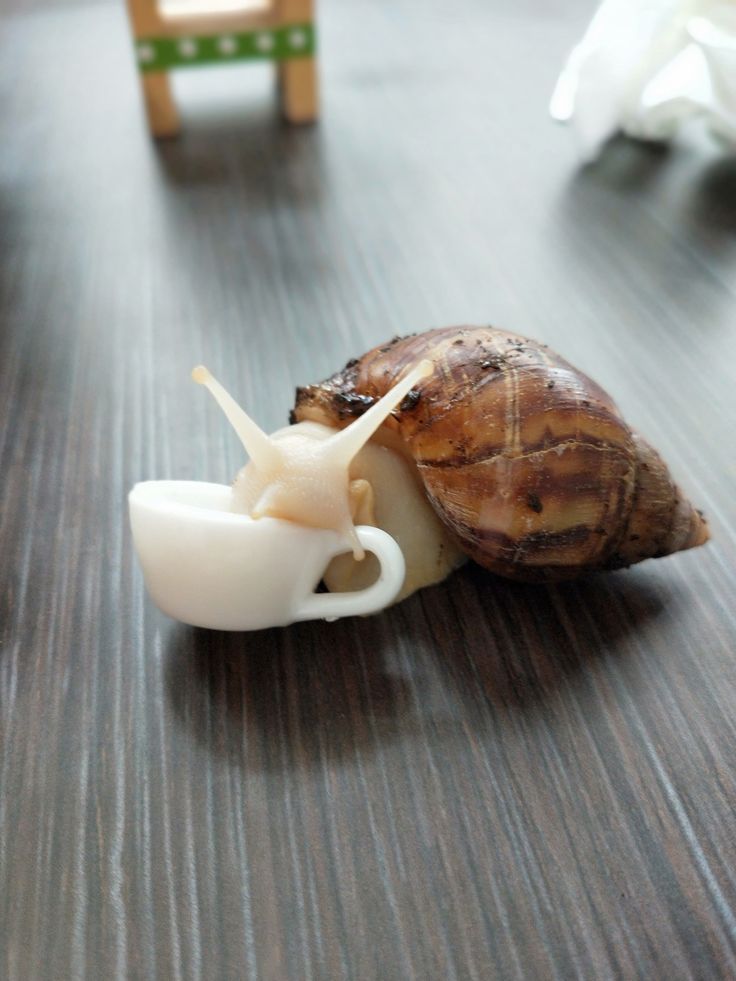 productive snail ❀⋆˚꩜｡𐔌՞. .՞𐦯ꫂ 𓆑