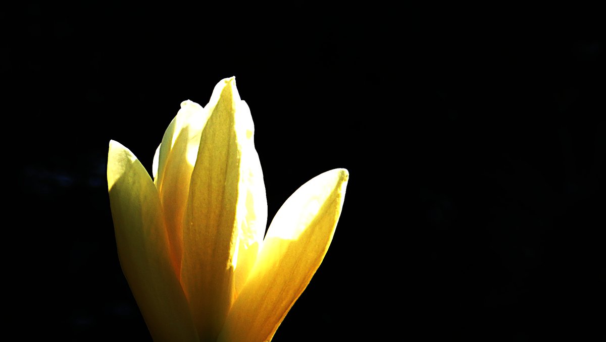 Happy #SundayYellow
May you always emanate truth, beauty and love ... .. .