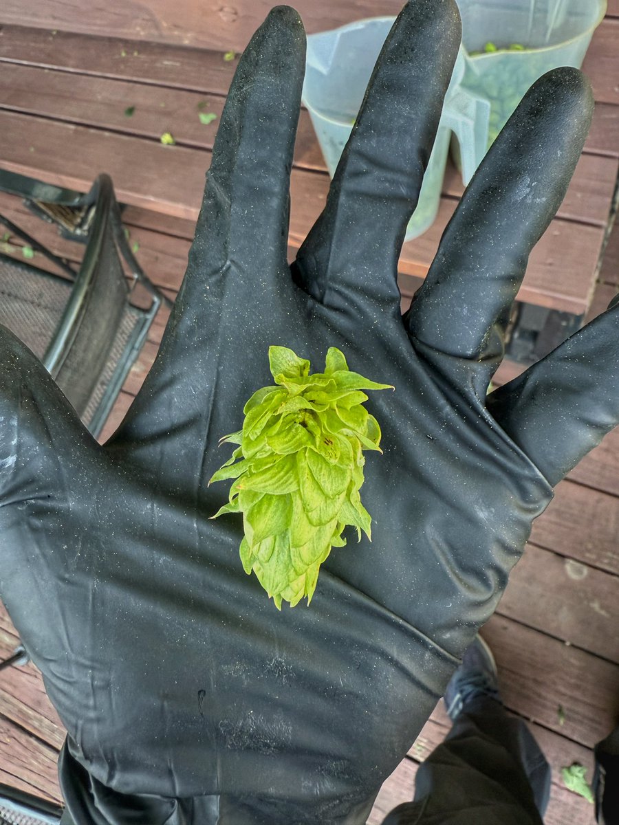 🌿🍺 𝐂𝐨𝐦𝐢𝐧𝐠 𝐒𝐨𝐨𝐧…our 2025 Wet-Hopped Harvest Ale – crafted with hand-picked, locally grown hops from right here in Nebraska by our head brewer, Mitchell Elmblad.

Ultra-fresh hops straight from bine to your brew. 🍻

#SupportLocal | #DrinkLocal | #DrinkBrickway