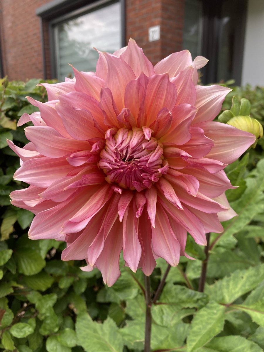 First flower of the #dahlia ‘Penhill Dark Monarch’ a dinnerplate dahlia