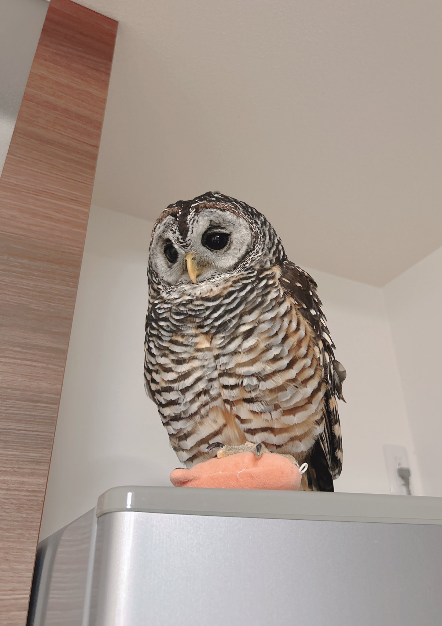 no.0169 濃霧の夜　月に泊まるフクロウ　一点物 夜空のフクロウが「月のふり」？ 白く輝く羽毛の謎めぐり新説