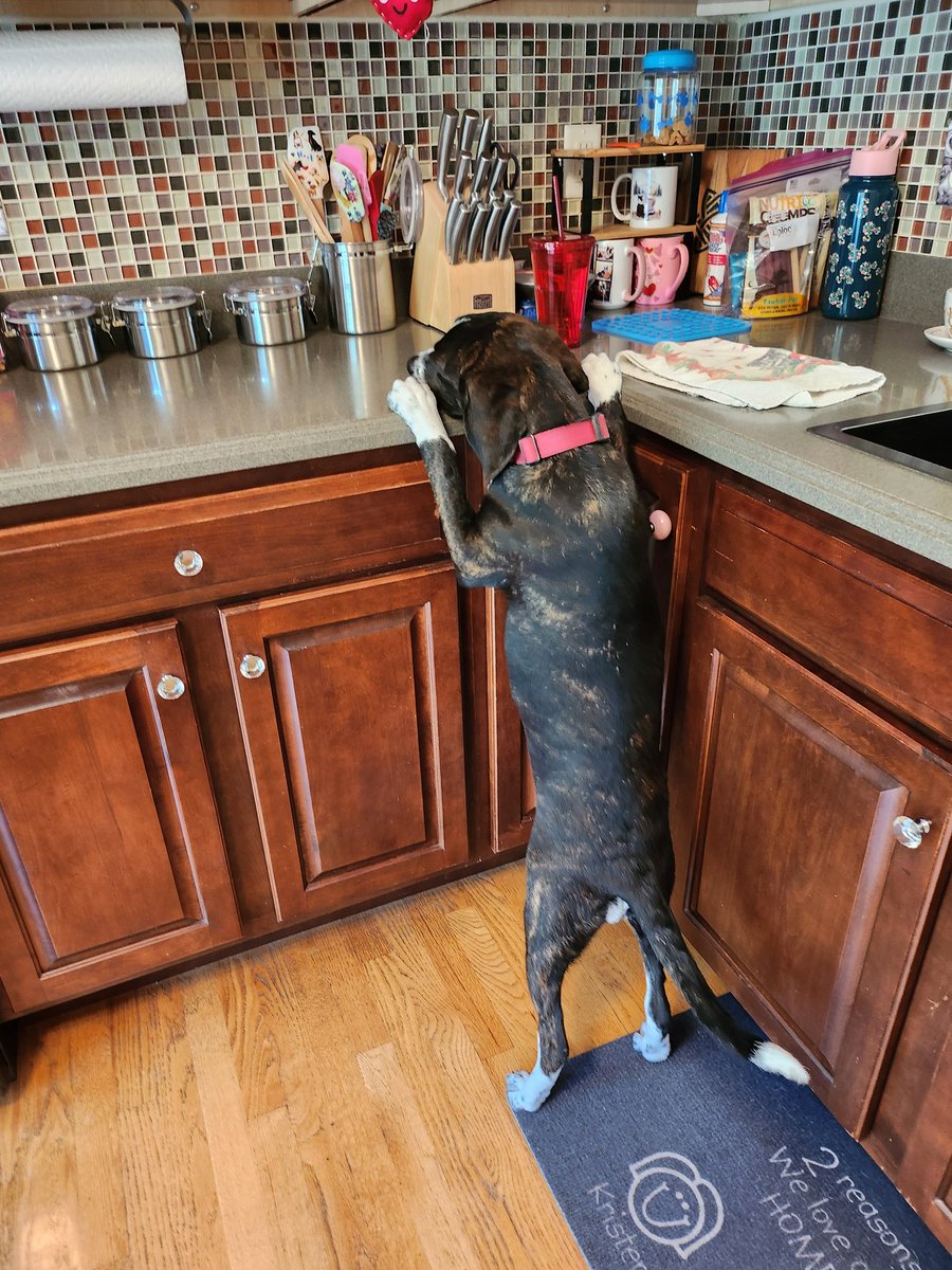 Mom sayz yum following in Grover's paw steps 😍🤣🐶🐶.