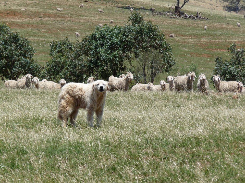 DogCastRadio's tweet image. These sheep are protected! 

Hear all about livestock guardian dogs in our latest podcast - episode 289 🐶🐑

#dog #sheep #workingdog #farmdog
#livestockguardiandog #sheepdog #guardianlivestockdogs #dogsareamazing #doglover #podcast #dogpodcast #farm